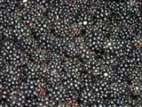 [Blackberries!]