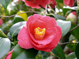 [Camellia]