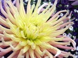 [Dahlia 'Alfred Grille']