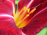 [Daylily 'Red Volunteer' Close]