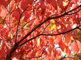[Dogwood with Autumn Color]