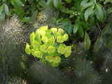 [Euphorbia and Bronze Fennel]
