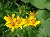 [Gold Alstroemeria with Hosta Leaves]