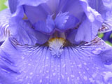 [Blue iris close-up]
