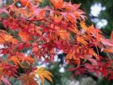 [Japanese Maple in Autumn 2003]