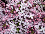 [Lilac Florets]