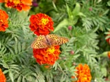[Butterfly in Alberton, MT]
