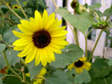 [Keren's Sunflowers in Alberton, MT]