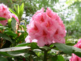 [Rhododendron 'Hurricane' Single]