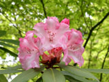 [Rhododendron 'Pt. Defiance']