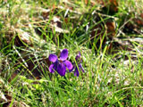 [Volunteer Spring Violet]
