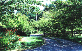 [Driveway in July of 1998]