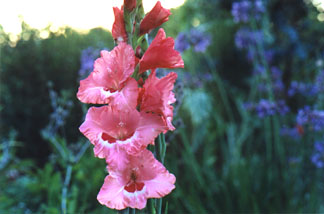 [Gladiola...'Wine and Roses'?]