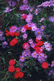 [Rose and Aster frikartii 'Monch']