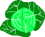 [Cabbage]