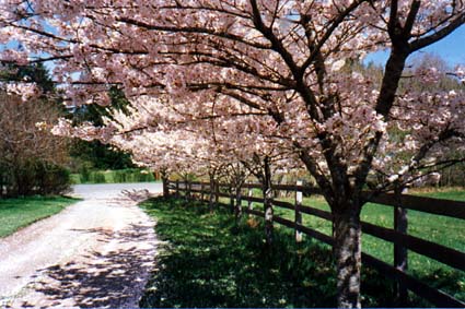 [Flowering Cherries]