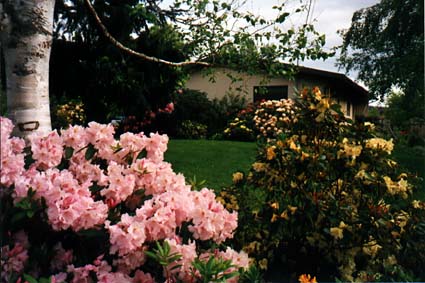 [Front Yard with Rhodies '96]