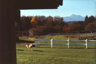 [Back Yard from Barn in Oct.1978]