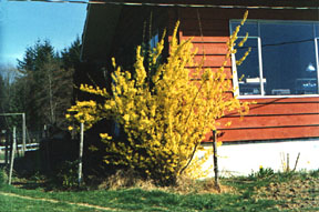 [North Side of House circa 1978 with Forsythia]