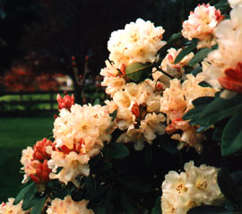 [Rhododendron 'Unique' 1998'