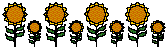 [Sunflower Row]